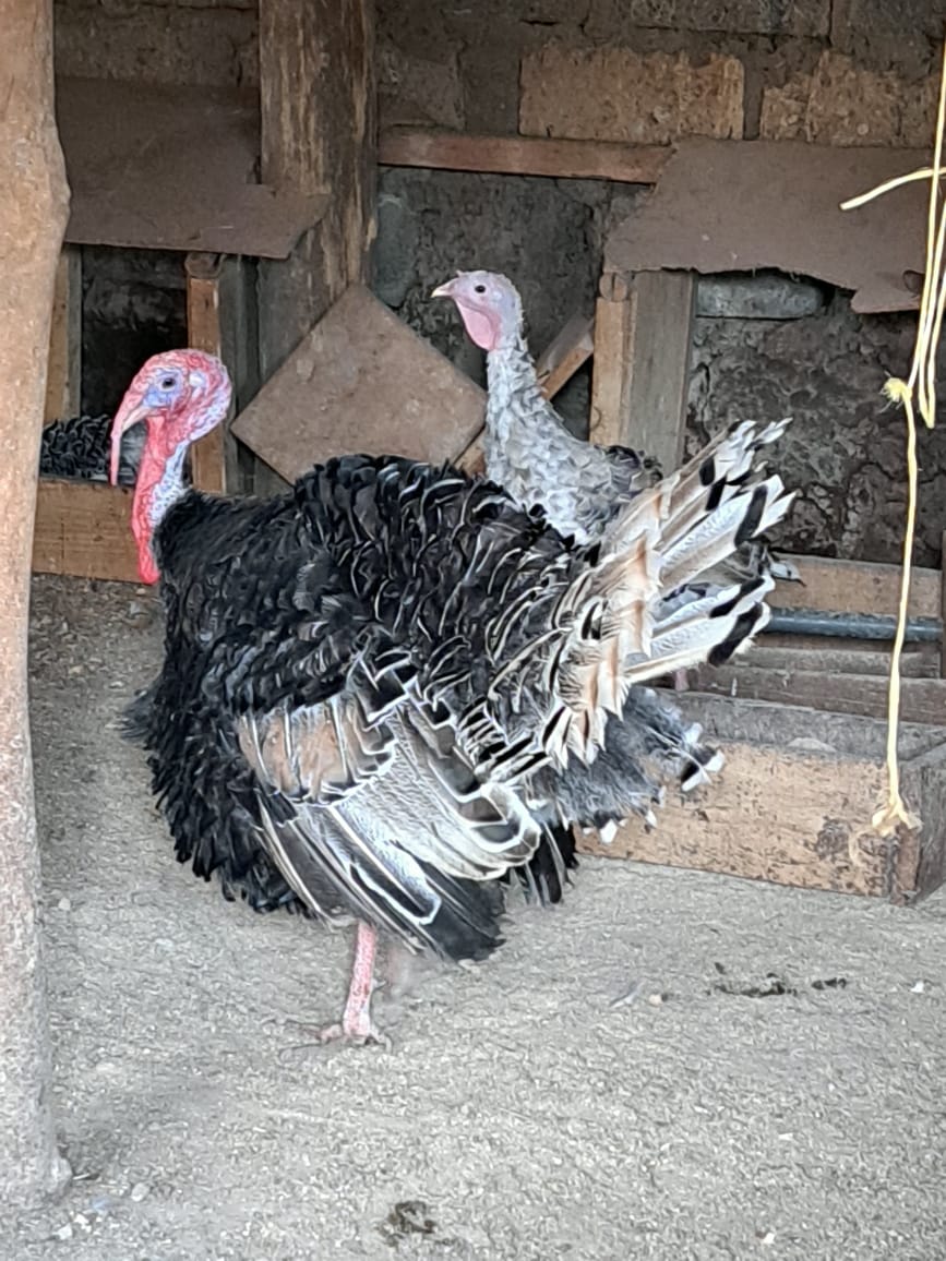 Farm visit gallery image 2