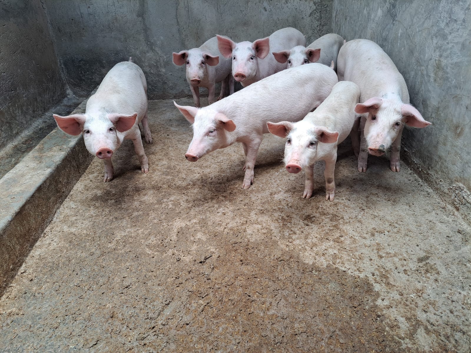 Farm visit gallery image 5