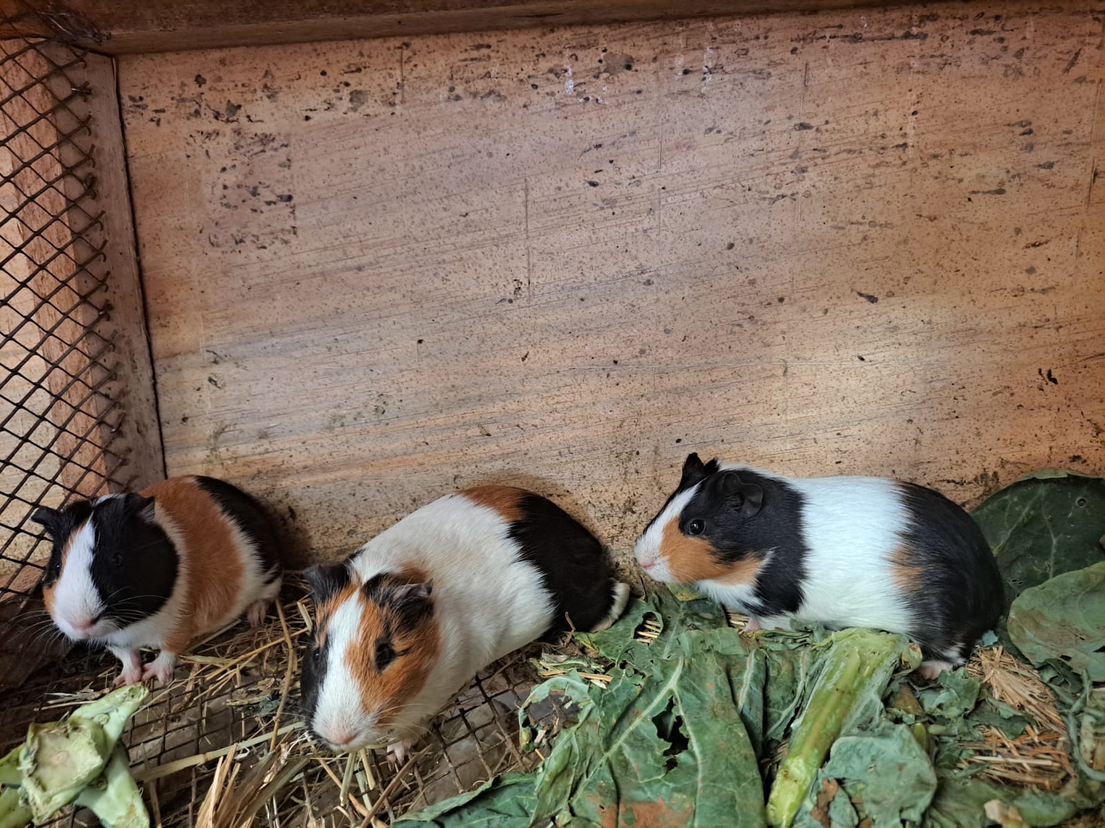 Farm visit gallery image 6