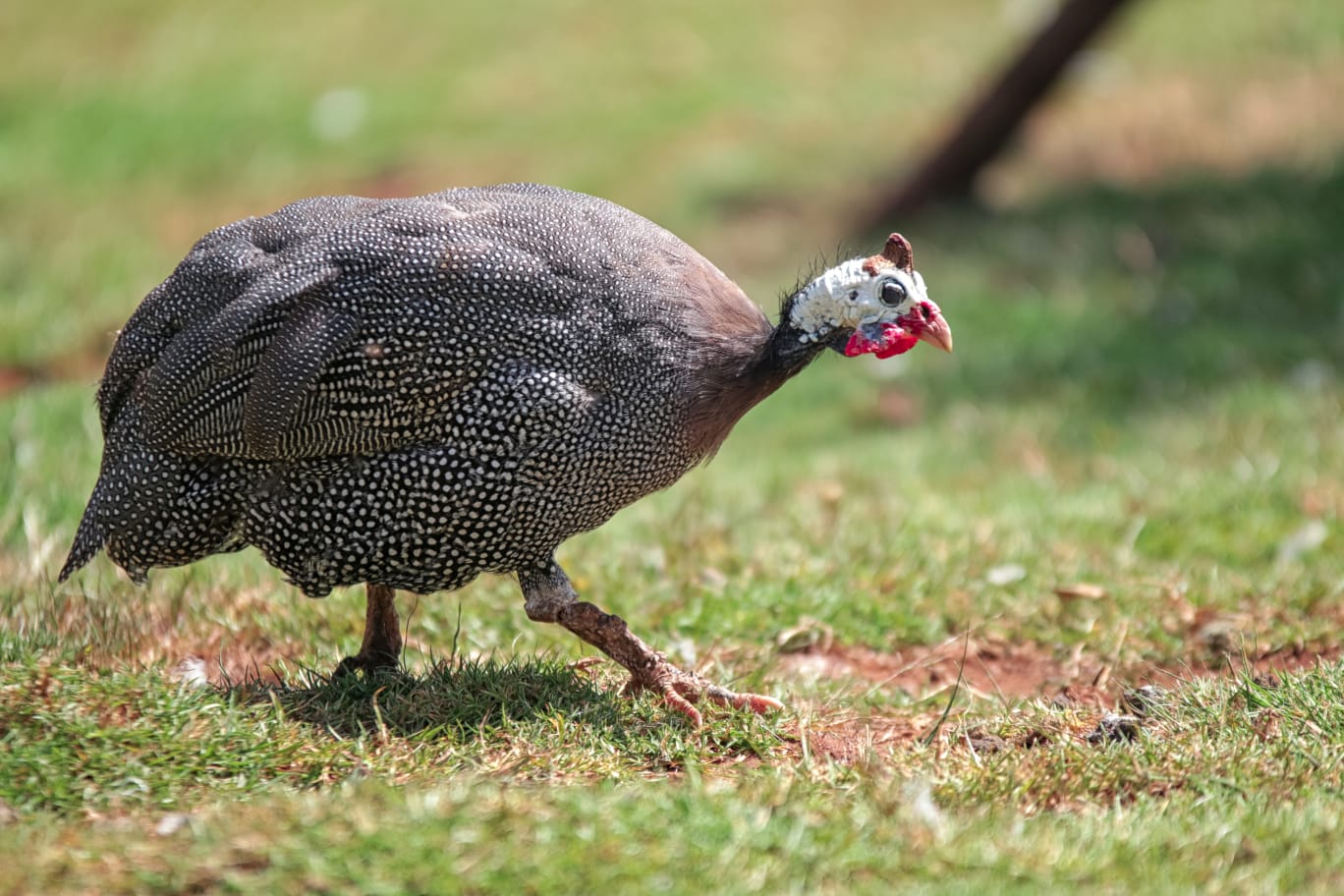 Farm visit at Ndeiya Farm