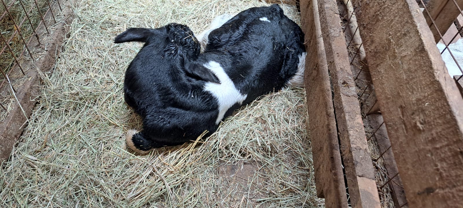 Farm visit gallery image 2