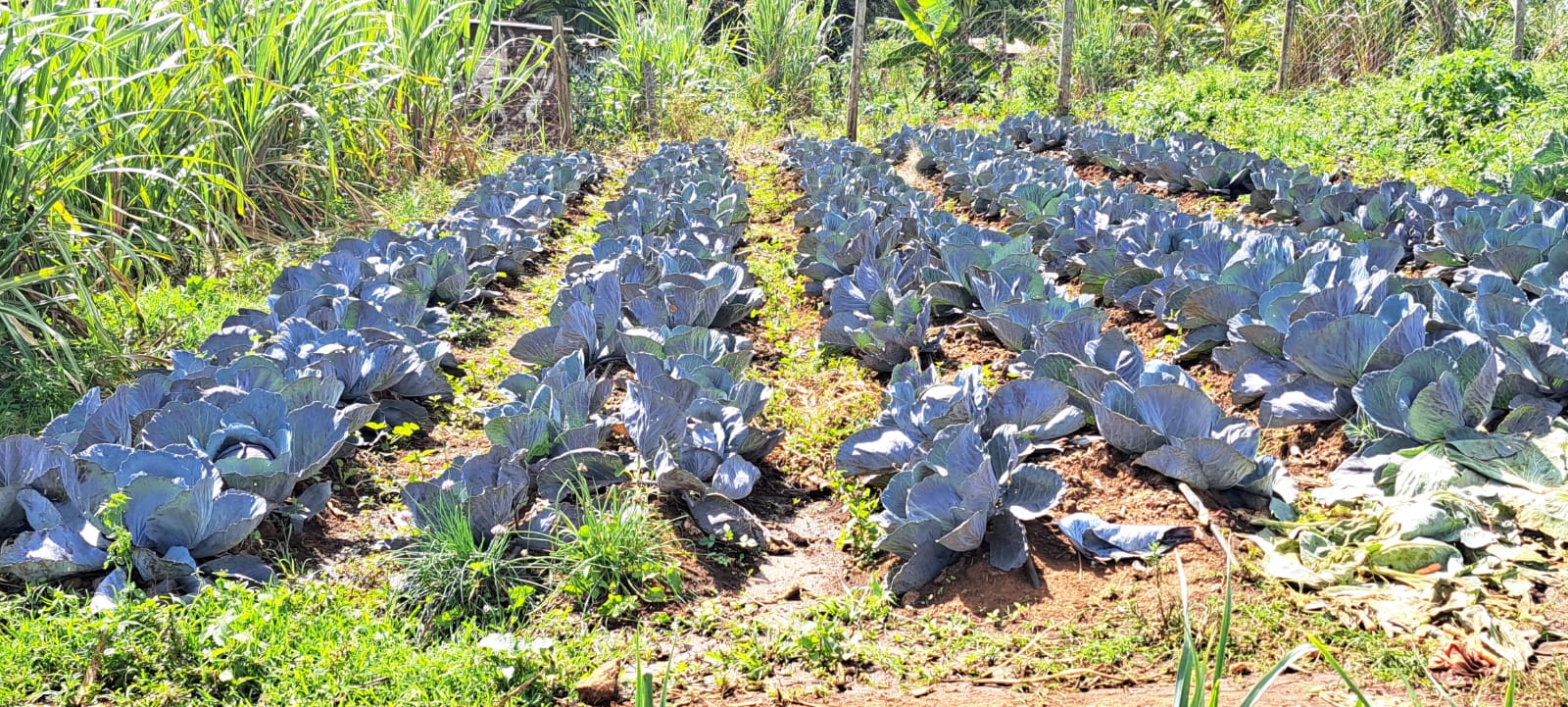 Farm visit gallery image 4